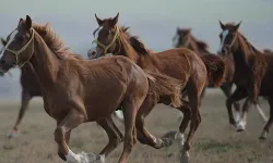 TİGEM'den Arap Koşu Tayı Satış İhalesi