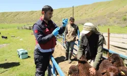 2 BİN HAYVANA AŞI YAPILDI