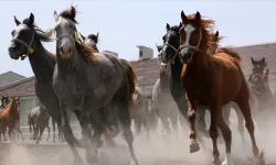 TİGEM Safkan Arap Koşu Tayı Satacak