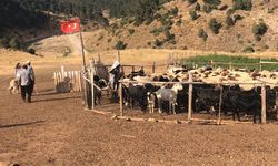 GÖÇERLER 15-20 BİN LİRA MAAŞLA ÇOBAN BULAMIYOR