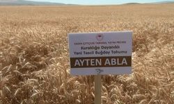 KURAKLIĞA DAYANIKLI BUĞDAY