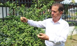LİMONDA KAÇAK KESİM VE İHRAÇ BAŞLADI