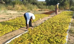Dünyaca ünlü çekirdeksiz Sultaniye üzümünde kurutma başladı