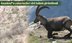 DAĞLARDA ÖZLENEN MANZARA