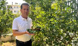 Mayer limon ağaçta kaldı