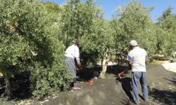 "Taşınan zeytin ağacının iki katı kadar yeniden dikilecek"