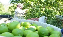 Ortaca’da limon hasadı başladı