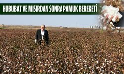 PAMUKTA UMUTLANDIRAN ARTIŞ