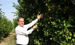 Limon dalında kaldı