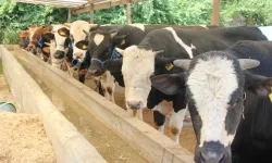 Hayvanlarına şap aşısı yaptırmayanlara 73 bin TL idari para cezası