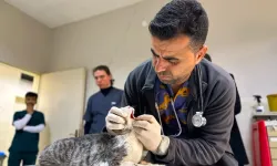 Diyarbakır Hayvan Hastanesi'nde 'soğuk algınlığı' yoğunluğu