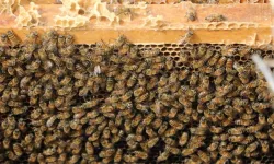 Diyarbakır'da kış uykusuna yatmayan arıların yüzde 30'u telef oldu