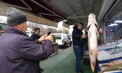 Siirt'te dev turna balıkları tezgahta yoğun ilgi gördü