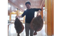 Türkeli'de 10 kilogramlık kalkan balığı yakalandı