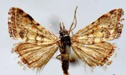 Bitlis Eren ve Batman Üniversitelerinden yeni kelebek türü keşfedildi