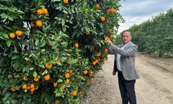 Nisan’da portakal çiçeği kokan Çukurova, narenciye üretiminde Türkiye birincisi