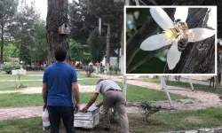 Rotasını şaşıran bal arısı üniversite bahçesinde oğul verdi