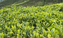 Rize Ziraat Odası Başkanlığı'ndan çay üreticilerine budama çağrısı
