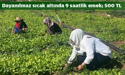 40 Derece sıcakta 500 lira yevmiye