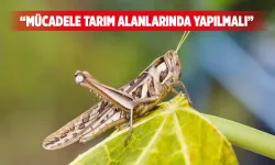 “Çekirge artışı mevsim şartlarından kaynaklı”