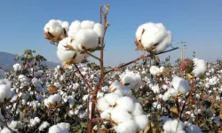 Türkiye’de geliştirilen pamuk çeşidi ABD’de koruma altında