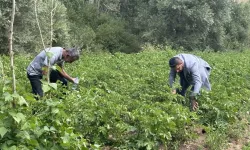 Yüksekova’da patateste iyi verim bekleniyor