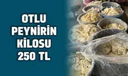BESİCİ SAYISI AZALDI, PEYNİR FİYATLARI YÜKSELDİ