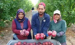 Türkiye'nin elma bahçesi Isparta'da hasat başladı