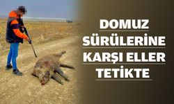 Aç kalan domuzlar beldeye indi!