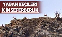 YABAN KEÇİLERİ İÇİN SEFERBERLİK