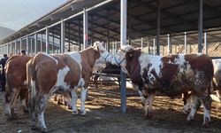 Kurban Bayramı öncesi hayvan pazarlarında hareketlilik başladı