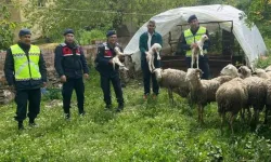 Kaybolan 13 koyun jandarma ekiplerince bulundu