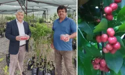 Sezonun ilk kiraz hasadı yapıldı