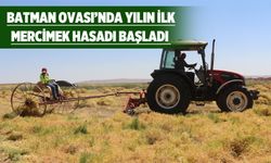 Kırmızı mercimekte rekolte düşecek