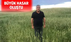 Dolu, fıstık bahçeleri ve hububat alanlarını vurdu