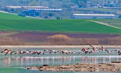 Gölbaşı flamingoları ağırlıyor