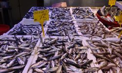 Karadeniz'de balık stokları azalıyor