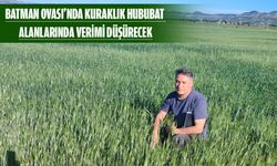KURAKLIK BUĞDAYI VURDU