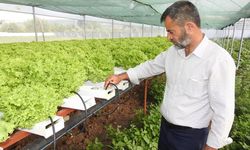 70 günde yetişen marulu topraksız tarımla 30 günde üretiyor