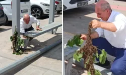 Batman'da otobüs durağında arı paniği