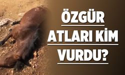 ÖZGÜR ATLARI KİM VURDU?