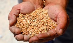 Karakılçık buğdayı hasadı