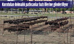 BU ALAN YAZ SEBZELERİYLE DOLUYOR