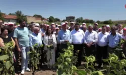 "Ayçiçeği üretimimiz kuraklıktan etkilenmiş görünüyor"