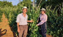 Meşhur Çameli sırık fasulyesinde hasat zamanı