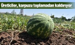 Karpuz tarlada ‘tehlike çanları’ çaldırıyor