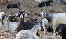 Koyun, keçi ve çobanların kıymeti bilinmedi, ülkenin en büyük sorunu yangınlar oldu