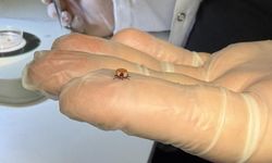 Havalar ısındı, kene vakaları hastanelere gelmeye başladı