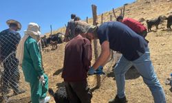 Küçükbaş hayvanların küpe ve aşıları yapıldı