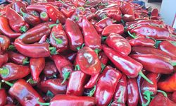 Salçalık biber sezonu başladı